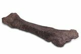 Fossil Sauropod (Camarasaurus) Femur with Metal Stand - Colorado #335471-7